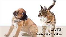  Presentation with dog cat - Amazing theme having cane corso italiano puppy and kitten breeds bengal cat cat and dog backdrop and a coral colored foreground