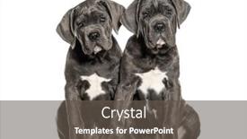  Presentation with old dog - Presentation design having cane-corso-puppies-dog-twelve background and a dark gray colored foreground