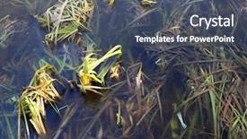  Presentation with cane - Cool new PPT theme with cane in ice - abstract natural backdrop and a dark gray colored foreground