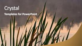  Presentation with cane - Colorful PPT layouts enhanced with cane leafs on water background at sunset backdrop and a dark gray colored foreground