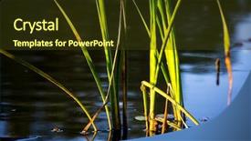  Presentation with sprout - Slide set having cane sprout in river water background and a tawny brown colored foreground