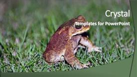  Presentation with cane - Presentation enhanced with cane toads - toad coming background and a ocean colored foreground