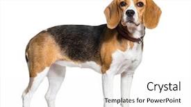  Presentation with beagle dog - Audience pleasing presentation design consisting of canine - beagle dog standing against white backdrop and a white colored foreground
