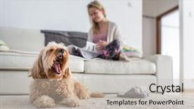  Presentation with busy - Amazing theme having canine - dog in a modern bright backdrop and a light gray colored foreground