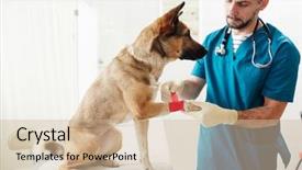  Presentation with paw - PPT theme consisting of canine - german shepherd sitting on medical background and a soft green colored foreground