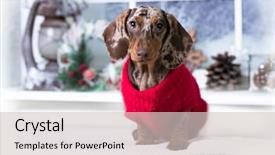  Presentation with dog christmas - Theme consisting of canine - puppy dachshund christmas dog dressed background and a light gray colored foreground