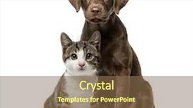  Presentation with kitten - Colorful presentation theme enhanced with canine - puppy labrador retriever sitting kitten backdrop and a tawny brown colored foreground