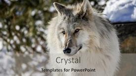  Presentation with gray wolf - Audience pleasing slide deck consisting of canis lupus occidentalis - canadian rocky mountain gray wolf backdrop and a light gray colored foreground