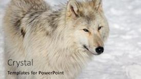  Presentation with canadian - Audience pleasing slides consisting of canis-lupus-occidentalis-canadian-rocky backdrop and a mint green colored foreground