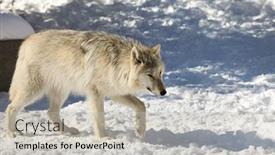  Presentation with gray wolf - PPT layouts featuring canis-lupus-occidentalis-canadian-rocky background and a light gray colored foreground