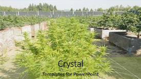  Presentation with medical legal - Slides featuring cannabis growing on a legal background and a yellow colored foreground