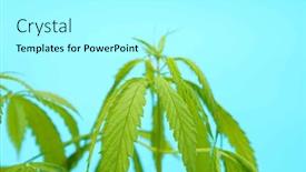  Presentation with cannabis leaves - PPT theme with cannabis-leaves-on-blue-background background and a white colored foreground