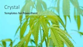  Presentation with cannabis leaves - Presentation featuring cannabis-leaves-on-blue-background background and a arctic colored foreground