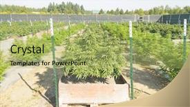  Presentation with plantation - Audience pleasing slides consisting of cannabis plantation in washington state backdrop and a mint green colored foreground
