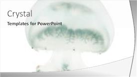  Presentation with jellyfish - Cool new PPT theme with cannonball jellyfish or cabbagehead jellyfish stomolophus meleagris swimming against white background backdrop and a sky blue colored foreground