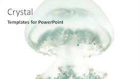  Presentation with jellyfish - Cool new slide set with cannonball jellyfish or cabbagehead jellyfish stomolophus meleagris swimming against white background backdrop and a white colored foreground
