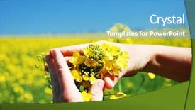  Presentation with bright yellow - PPT layouts enhanced with canola - bright yellow brassica napus flowers background and a teal colored foreground