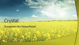  Presentation with rapeseed - Presentation theme having canola - field of rapeseed background and a yellow colored foreground