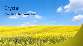  Presentation with rapeseed oil - Theme consisting of canola - flower of oil rapeseed background and a teal colored foreground