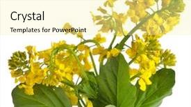  Presentation with rocket - Slide deck enhanced with canola - flower yellow rocket or barbarea background and a blonde colored foreground