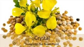  Presentation with seeds - PPT theme consisting of canola - mustard seeds heap and mustard background and a gold colored foreground
