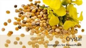  Presentation with seeds - Slides consisting of canola - mustard seeds heap and mustard background and a yellow colored foreground
