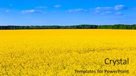  Presentation with blue yellow - Slides enhanced with canola - nice rape field - yellow background and a gold colored foreground