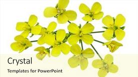  Presentation with rapeseed - Audience pleasing PPT theme consisting of canola - rapeseed blossom isolated on white backdrop and a blonde colored foreground