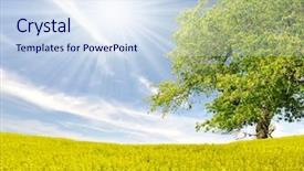  Presentation with rapeseed - Beautiful slide deck featuring canola - spring tree in the rapeseed backdrop and a sky blue colored foreground