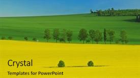  Presentation with pastel color spring - Presentation theme having canola field - beautiful spring landscape of three background and a gold colored foreground