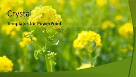 Presentation with rapeseed - Cool new presentation theme with canola field - meadow of rapeseed flowers backdrop and a gold colored foreground