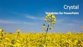  Presentation with meadow - Amazing PPT theme having canola field - nice rape meadow in suuny backdrop and a teal colored foreground