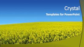  Presentation with australia - Presentation design consisting of canola field in south australia background and a teal colored foreground