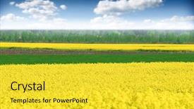  Presentation with law blue sky scales of justice - PPT layouts featuring canola field under blue sky background and a yellow colored foreground