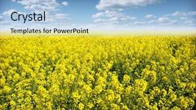  Presentation with sky blue - Slide set featuring canola field under blue sky background and a light blue colored foreground