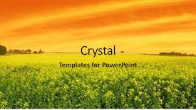  Presentation with sky - Presentation theme enhanced with canola field with vivid sky background and a gold colored foreground
