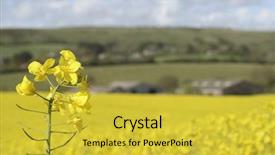  Presentation with eco buildings - Audience pleasing presentation design consisting of canola oil - rapeseed and distant farm buildings backdrop and a yellow colored foreground