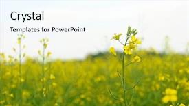  Presentation with rapeseed - Cool new PPT theme with canola oil - yellow rapeseed - close-up plant backdrop and a  colored foreground