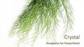  Presentation with rapeseed - Beautiful theme featuring  backdrop and a  colored foreground