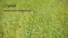  Presentation with seed - Colorful PPT layouts enhanced with girl with an apple on a diet measuring waist and abdomen centimeter and looks much fat backdrop and a coral colored foreground