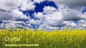  Presentation with manitoba - Amazing presentation theme having canola or rapeseed farm field backdrop and a tawny brown colored foreground