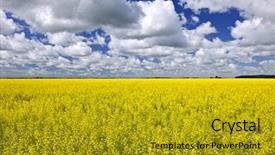  Presentation with rapeseed - Colorful theme enhanced with canola or rapeseed farm field backdrop and a gold colored foreground