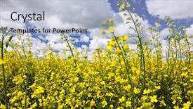  Presentation with plants growing - Amazing PPT layouts having canola or rapeseed plants growing backdrop and a light blue colored foreground