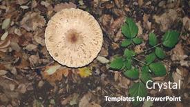  Presentation with fungus - Colorful slide set enhanced with cap-fungus-parasol-mushroom backdrop and a tawny brown colored foreground
