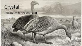  Presentation with old camera and film sound - Audience pleasing slide deck consisting of cape barren goose old illustration backdrop and a  colored foreground