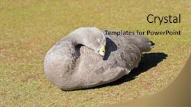  Presentation with extinction - Amazing PPT theme having cape barren island goose backdrop and a  colored foreground