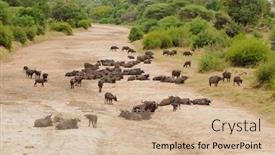  Presentation with dairy cows or buffalo - Presentation design consisting of cape buffalo or nyati or mbogo in swaheli in a dried river bed in the tarangire national park tanzania background and a coral colored foreground