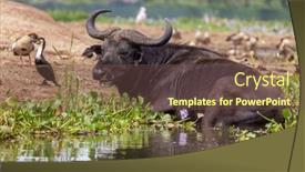  Presentation with uganda - PPT layouts consisting of cape-buffalo-syncerus-caffer-enjoys background and a tawny brown colored foreground