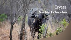  Presentation with kruger - Presentation with cape-buffalo-syncerus-caffer-grazing background and a gray colored foreground