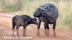  Presentation with kenya - Presentation theme featuring cape-buffalo-syncerus-caffer-mother background and a coral colored foreground